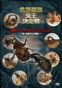 世界最強虫王決定戦 国産カブトVSオオエンマハンミョウ ～誇りを賭けた