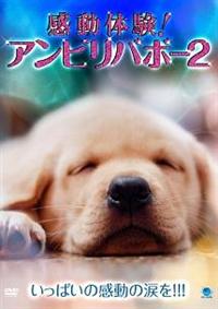 感動体験!アンビリーバボー~わんこの奇跡の贈り物 [DVD] Amazon.co.jp: 感動体験!アンビリーバボー~わんこの奇跡の贈り物